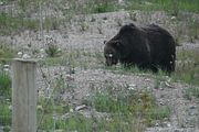 142 - Banff,Lake Louise,Morraine Lake  - IMG_0827